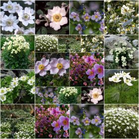  COLLEZIONE SEMI ANEMEN Set da 5 confezioni