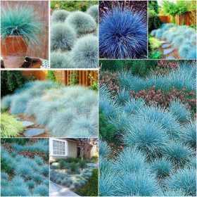  Collezione di semi di BLUE GRASS 4 confezioni.