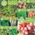  Set di semi di ortaggi BIO SEEDS 10 confezioni