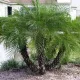  Semi di palma Phoenix Roebelenii - palma da datteri bassi