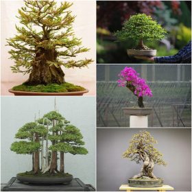  COLLEZIONE SEMI BONSAI N. 8 Set da 4 confezioni