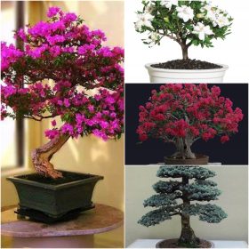  COLLEZIONE SEMI BONSAI N. 4 Set di 4 confezioni