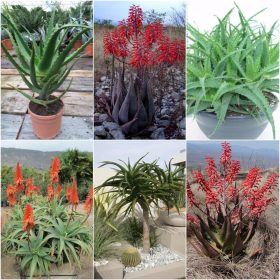  COLLEZIONE SEMI DI ALOE Set da 3 confezioni