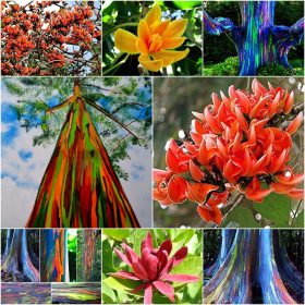    COLLEZIONE SEMI DI PIANTE ESOTICHE 4 confezioni. Impostato N.12