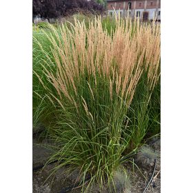    Cannaia con fiori di agrifoglio 'Karl Foerster' DI DUE ANNI