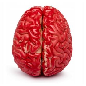  CERVELLO ARTIFICIALE DECORAZIONE DI HALLOWEEN ORRORE ZOMBIE