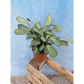  Ctenanthe Amagris Maranthaceae facili da curare Vaso 12 Ø