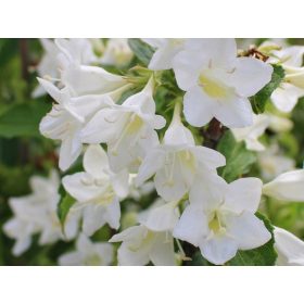    Arbusti bianchi, piantine in contenitore da 2-3 litri, 40-60 cm