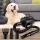  Asciugacapelli per cani Grooming Blaster Spazzaneve con 4 ugelli a basso rumore