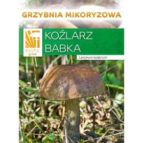  Mycelium Koźlarz piantaggine Mycelium 10 g