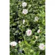  Ibisco da giardino Ibisco siriano LADY STANLEY Hibiscus syriacus vaso da fiori 2L