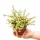  Piantina di Portulacaria afra 'Variegata' in contenitore da 0,5-1 litro