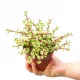  Piantina di Portulacaria afra 'Variegata' in contenitore da 0,5-1 litro