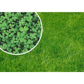    Erba decorativa, per zone secche, per zone d'ombra, giardino, pascolo Granum 800 m² 1 kg