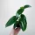  Monstera Standleyana Variegata Filodendro Cobra