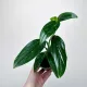  Monstera Standleyana Variegata Filodendro Cobra