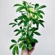  SCHEFFLERA MOONDROP schefflera don.9cm