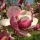  Magnolia soulangeana RUSTICA RUBRA bordeaux