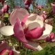  Magnolia soulangeana RUSTICA RUBRA bordeaux