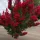  Lagerstroemia rossa Senza mezzogiorno fiorisce 120 giorni all'anno Varietà nana
