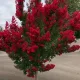  Lagerstroemia rossa Senza mezzogiorno fiorisce 120 giorni all'anno Varietà nana