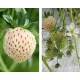  Fragoline di bosco e fragoline ANANAS BIANCO FRAGOLA PINEBERRY 10 PZ SEMINE piantina a radice nuda 10-15 cm