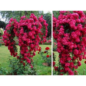  Piantina di rosa rossa a radice nuda, 90 cm