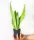  Piantina di Sansevieria trifasciata 'Pearl Young' in contenitore da 0,5 litri