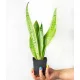 Piantina di Sansevieria trifasciata 'Pearl Young' in contenitore da 0,5 litri