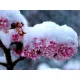  Viburnum Dawn che fiorisce in inverno, presagio di primavera