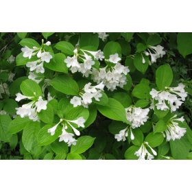  Arbusti bianchi, piantine in contenitore da 3-5 l, 20-40 cm