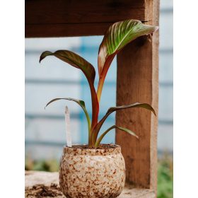  Banano della Borgogna Ensete Ventricosum Maurelli
