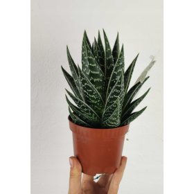 Aloe Aloe aristata Tiki Tahi 17 cm