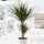  Piantina di Dracaena Marginata Magenta in un contenitore da 0,5-1 litro
