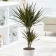  Piantina di Dracaena Marginata Magenta in un contenitore da 0,5-1 litro