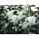  OSMANTUS BURKWOODA Osmanthus burkwoodii bello P9