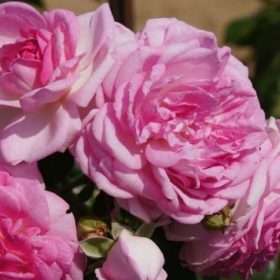  Piantina di rosa rosa con radice nuda