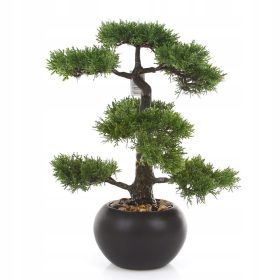 Bonsai di cedro 48 cm