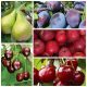  ALBERI DA FRUTTO STARTER SET 5 pz MELO PRUGNO CILIEGIA PERA + omaggio!