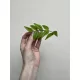  Hoya Bella SS