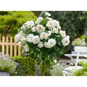  Piantina di rosa bianca in contenitore da 3-5 litri