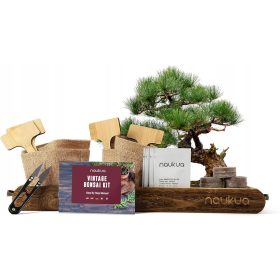    Albero bonsai Pino australiano, melograno, jacaranda blu, abete norvegese 15 cm