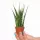  Piantina di Sansevieria Fernwood Mikado in un contenitore da 0,5 litri