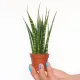  Piantina di Sansevieria Fernwood Mikado in un contenitore da 0,5 litri