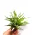  Tillandsia Velutina L grande, 25 cm di diametro!