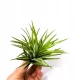  Tillandsia Velutina L grande, 25 cm di diametro!