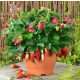  Fragola appesa Ruby Ann - Piantine belle e sane