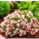  UNICO! BELLISSIMA TORTA NANA MINI ROSA CUTIE