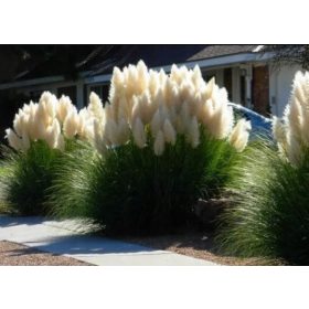  Erba bianca della pampa: bella, spessa e grande