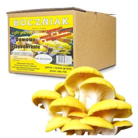    MUS DI OSTRICA AL LIMONE PER LA COLTIVAZIONE DOMESTICA | 3KG